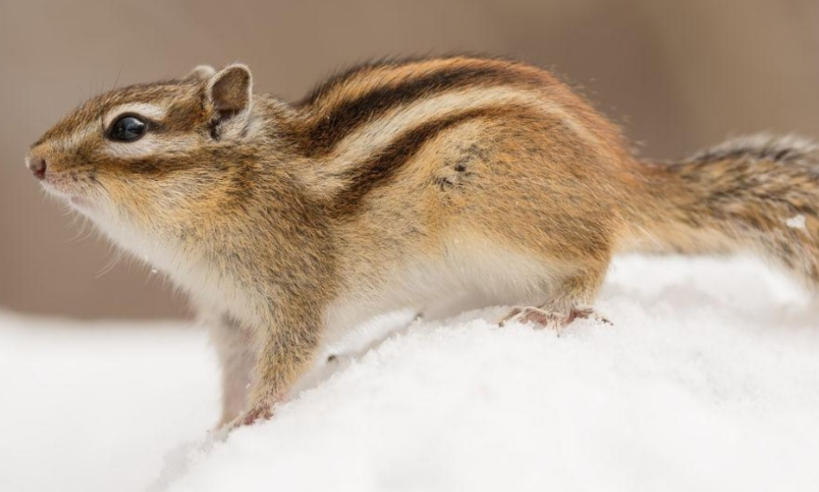 高空作业车等特种车公司轮播图4